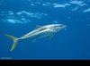 Yellowtail Tuna Image