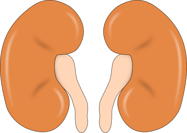 free cartoon kidney clipart - photo #1