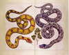 Snakeopenart Image