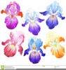 Clipart Flower Iris Image