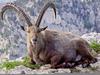 Alpine Ibex Image