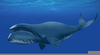 Bowhead Whale Age Image
