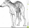Italian Greyhound And Clipart Image
