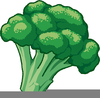 Free Broccoli Clipart Image
