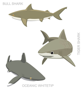 Cartoon Shark Clipart Free Image