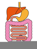 Free Clipart Digestive System Image