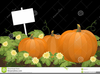 Clipart Of Pumpkin Patches Image