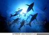 Free Scuda Diving Clipart Image