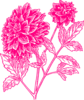 Pink Dahlia Clip Art