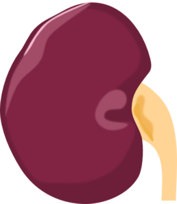 Kidney Clip Art at Clker.com - vector clip art online, royalty free