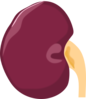 Kidney Clip Art