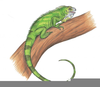 Iguana Drawings Image