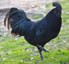 Fighting Rooster Breeds Image