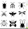 Bug Clipart Life Image