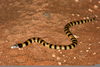 Australian Desert Snakes Image