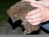 Hedgehog Pet Image