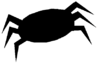 Spider Image