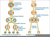 Down Syndrome Meiosis Image