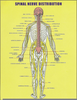 Spinal Nerves Diagram Image