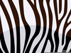 Zebra Stripes Pattern Clipart Image