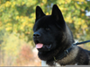 Black American Akita Image