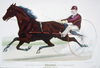 Trotting Stallion Nelson, By Young Rolfe: Record 2:14 1/4 Image