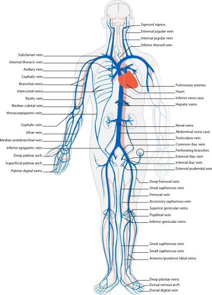 Venous System En Clip Art at Clker.com - vector clip art online