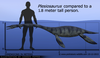 Plesiosaur Size Image