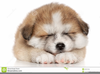 Free Black And White Puppy Clipart Image