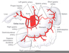 Celiac Artery Diagram Image