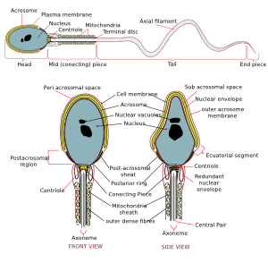 Complete Diagram Of A Human Spermatozoa Clip Art
