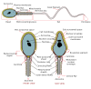 Complete Diagram Of A Human Spermatozoa Clip Art