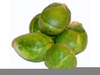 Brussel Sprout Clipart Free Image