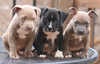 Pitbull Puppies Wallpaper Image