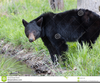 Mountaineer Black Bear Image