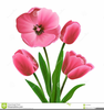 Free Clipart Tulip Bouquet Image