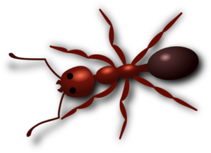 Red Ant Clip Art