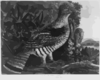 American Pheasant Clip Art