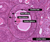 Ovary Slide Labeled Image