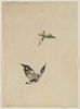 [butterfly And Moth] Image