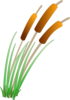 Reeds Clip Art