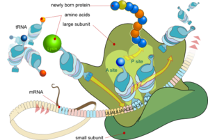 Translation Aamgc Lys Jw Clip Art