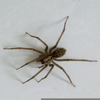 House Spider Image