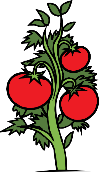 bush plant clipart. Tomato Plant