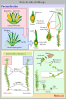 Lifecycle Moss Svg Diagram Es Clip Art