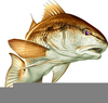 Red Drum Fish Clipart Image