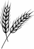 Free Wheat Stalk Clipart Image