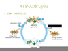 Atp Cycle Image