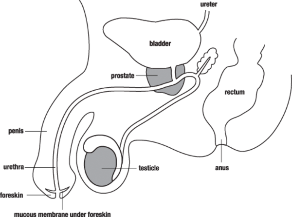 Male Reproductive System | Free Images at Clker.com - vector clip art