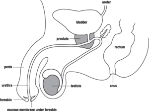 Male Reproductive System | Free Images at Clker.com - vector clip art